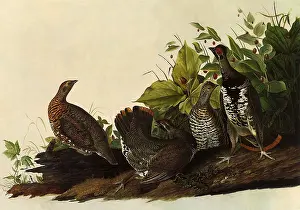 Grouse: Spruce Grouse, Canachites canadensis