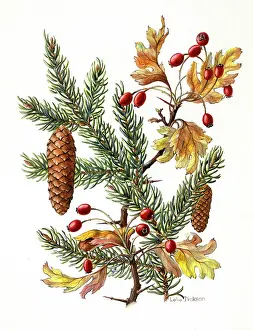 Dickson: Spruce and Hawthorn