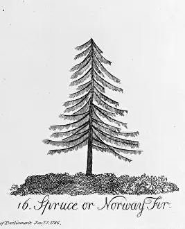 Pinophyta: Spruce or Norway Fir
