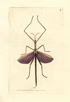 Elford: Spur-legged stick insect, Didymuria violescens