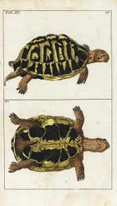 Spur Thighed: Spur-thighed tortoise or Greek tortoise, Testudo graeca