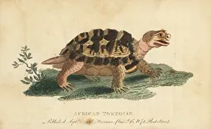 Spur Thighed: Spur-thighed tortoise, Testudo graeca