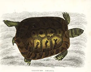 Testudo: Spur-thighed tortoise, Testudo graeca. Vulnerable