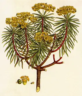 Spurge: Spurge, Euphorbia dendroides