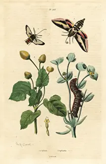 Toothache: Spurge hawk-moth, hornet moth and toothache plant