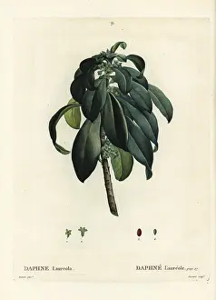 Spurge: Spurge laurel, Daphne laureola
