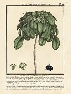 18th Century: Spurge laurel, Daphne laureola