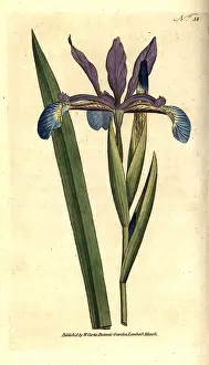 Spurious: Spurious iris, Iris spuria