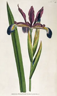 Spurious: Spurious Iris or Iris Spuria