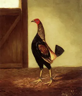 Hens: Spurred Fighting Cock