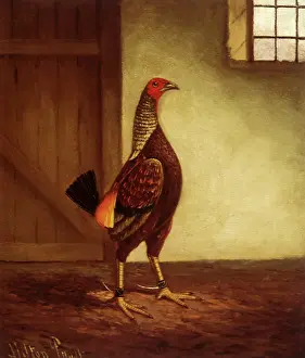 Hens: Spurred Game Cock