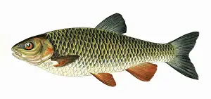 Pollard: Squalius cephalus, or European Chub