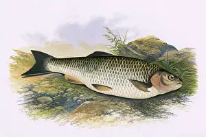 Chub: Squalius cephalus, or European Chub
