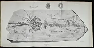 Anning: Squaloraia (lithograph)