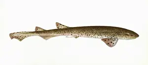 Squalus: Squalus catulus, a species of dogfish