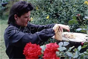 Peonies: SQUANDERING BREAD 1940S