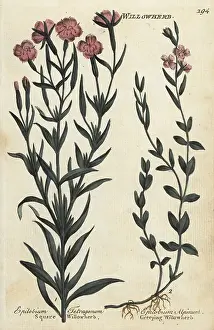 Principally: Square willowherb and creeping willowherb