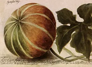 Squash: Squash