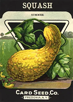 Squash: Squash Seed Packet