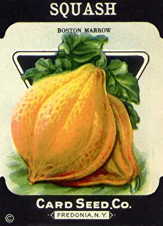 Squash: Squash Seed Packet