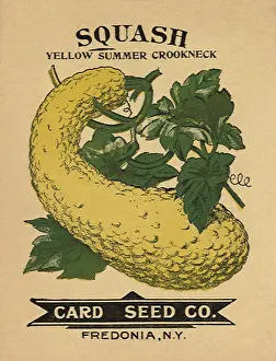 Packets: Squash Seed Packet