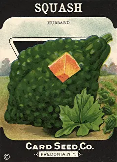 Squash: Squash Vegetable Label