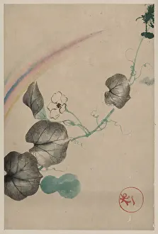 Squash: Squash vine with blossom, squash, and rainbow, with publishe