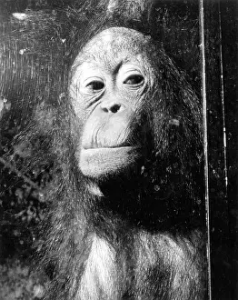 Ad Lib Studios: SQUASHED ORANGUTAN