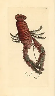 Squat: Squat lobster, Galathea strigosa