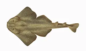 Sharks: Squatina squatina, or Monkfish