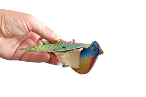 Concertina: Squeaking bird toy with outstretched wings