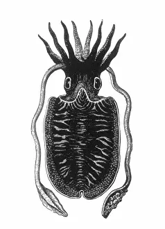 Cephalopoda: Squid, Cephalopod