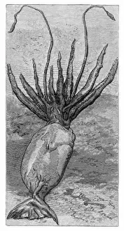 Cephalopoda: Squid, Cephalopod