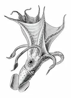 Cephalopoda: Squid, Cephalopod