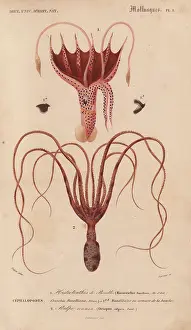 Jean Gabriel: Squid, Histioteuthis bonnellii, and octopus