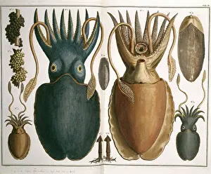 Albertus: Squid illustration