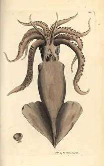 Miscellany: Squid, Loligo vulgaris