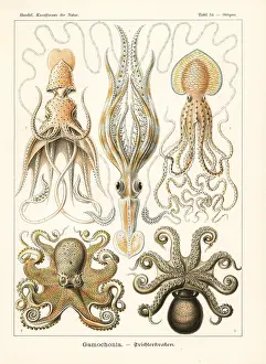 Glitsch: Squid and octopi