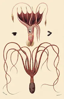 Octopus: A Squid and an Octopus