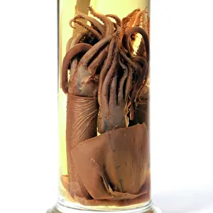 Sucker: Squid specimen