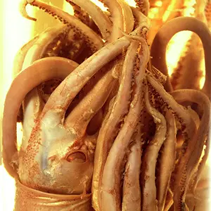 Sucker: Squid specimen