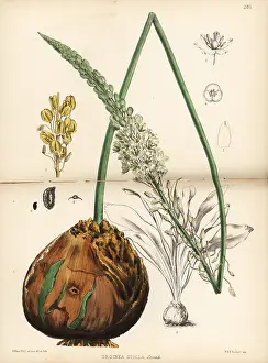 Maritima: Squill, Drimia maritima