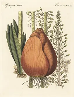 F. Gotz: Squill, Drimia maritima