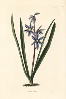 Scilla: Squill, Scilla amoena