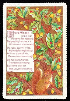 Acorns: Squirrel and acorns on a greetings card