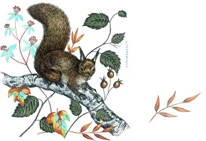 Bough: Squirrel on a birch bough