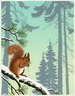 Bough: Squirrel eating nut on a branch