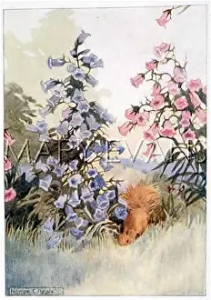 Campanulas: SQUIRREL AMONG FLOWERS