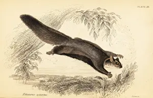 Volume Xi: Squirrel glider, Petaurus norfolcensis