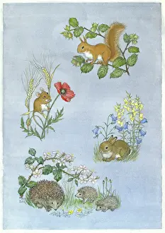 Brambles: Squirrel on hazel branch, mouse on poppyetc